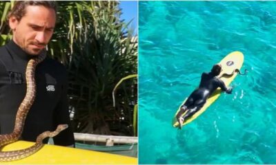 Higor Fiuza leva cobra de estimação para surfar e recebe multa acima de R$ 7 mil na cidade de Gold Coast, Austrália. Fotos: Arquivo pessoal