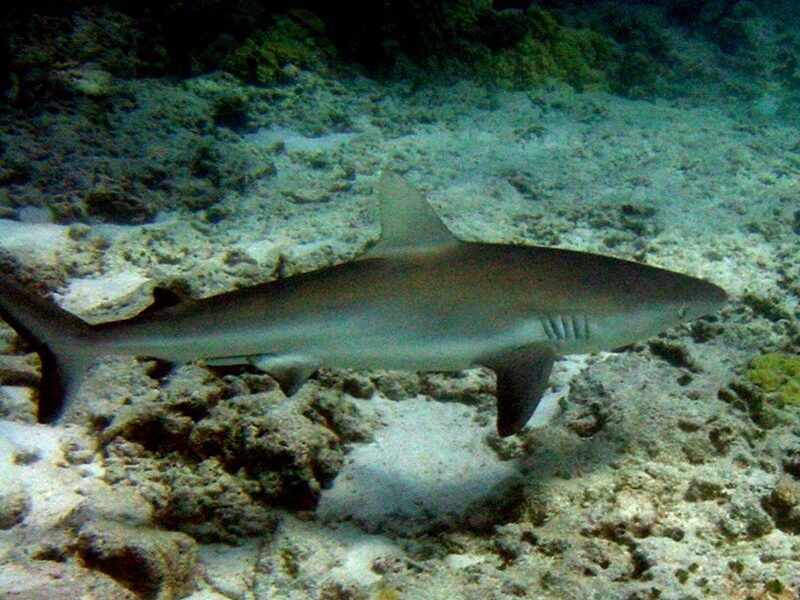 Tubarão-das-Galápagos é considerado quase ameaçado de extinção. Foto: Acervo Wikipedia