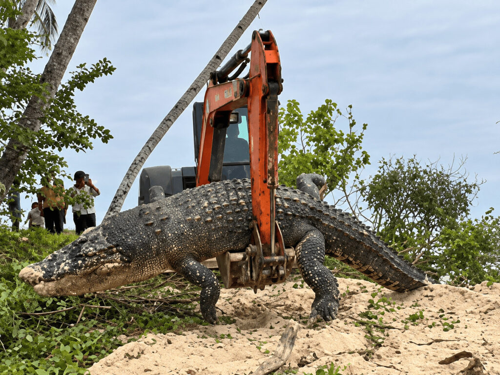 Crocodilo nas Mentawai: animal encontrado morto na região de Katiet, Indonésia. Foto: Reprodução
