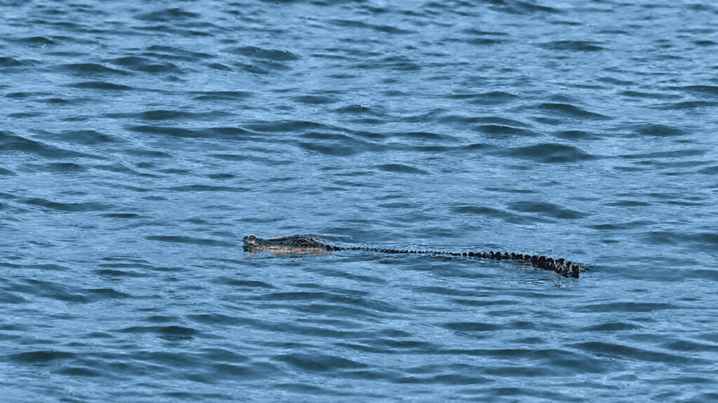 Crocodilo nas Mentawai: animal encontrado morto na região de Katiet, Indonésia. Foto: Reprodução