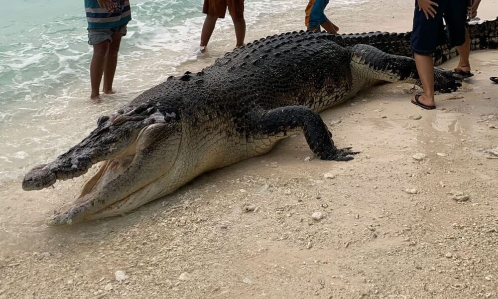 Crocodilo nas Mentawai: animal encontrado morto na região de Katiet, Indonésia. Foto: Reprodução