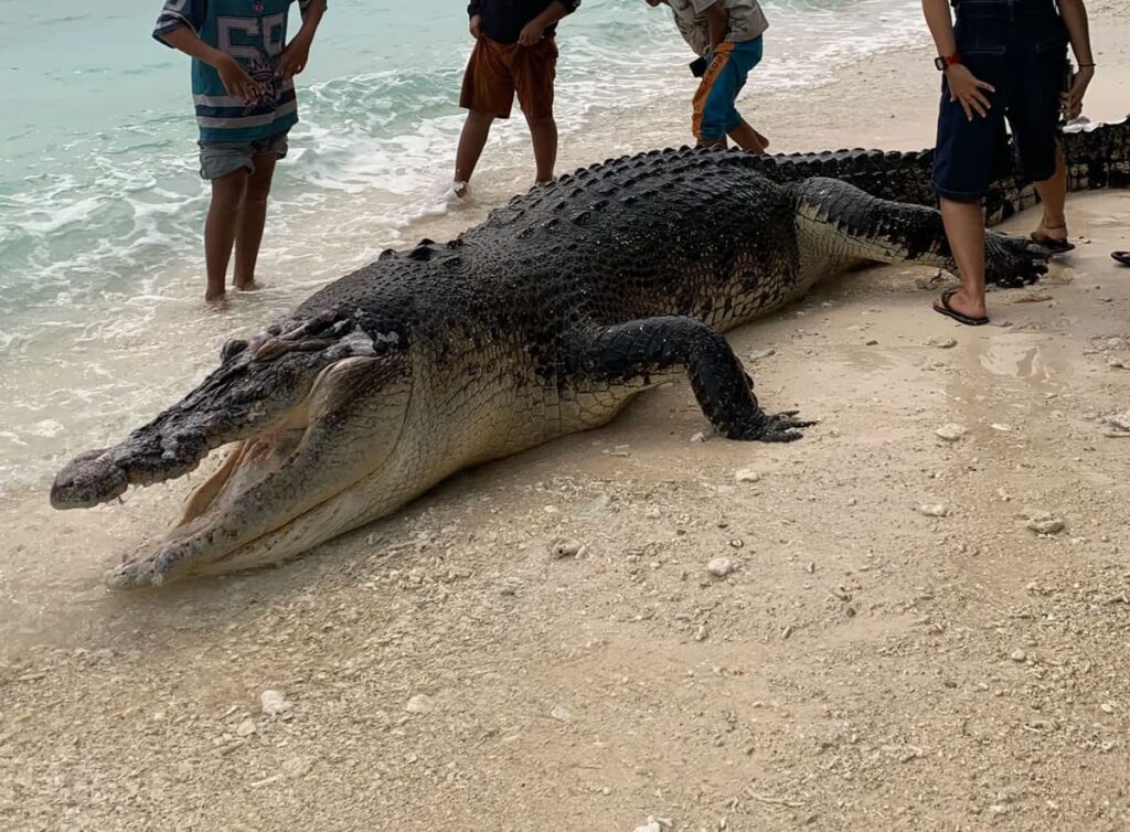 Crocodilo nas Mentawai: animal encontrado morto na região de Katiet, Indonésia. Foto: Reprodução