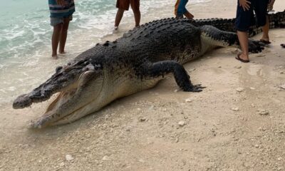 Crocodilo nas Mentawai: animal encontrado morto na região de Katiet, Indonésia. Foto: Reprodução