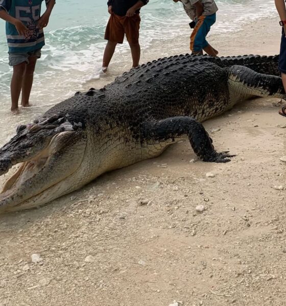 Crocodilo nas Mentawai: animal encontrado morto na região de Katiet, Indonésia. Foto: Reprodução