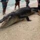 Crocodilo nas Mentawai: animal encontrado morto na região de Katiet, Indonésia. Foto: Reprodução